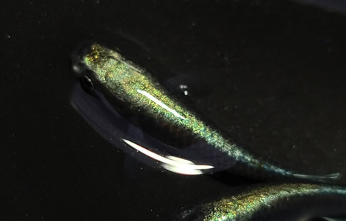 メダカの専門家が教える、メダカの飼育方法のススメ