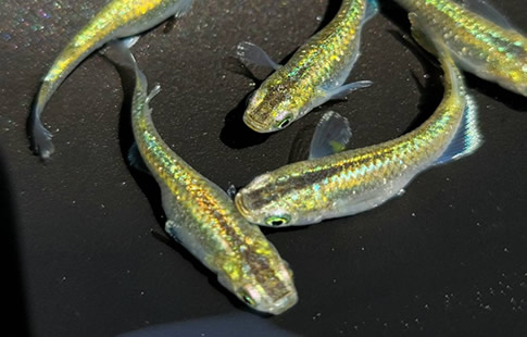 メダカの専門家が教える、メダカの飼育方法のススメ